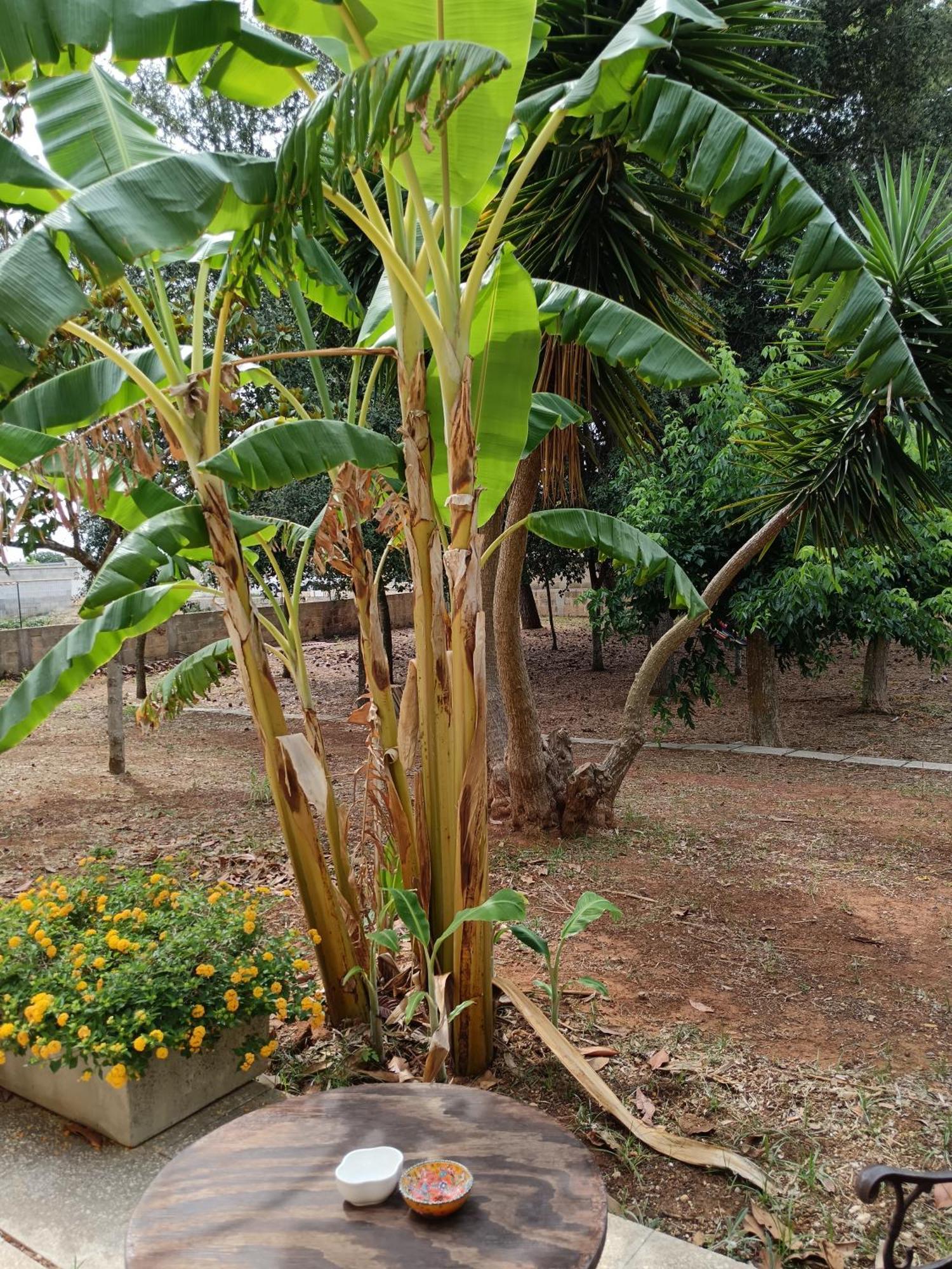 La Casa Del Noce Villa รุฟฟาโน ภายนอก รูปภาพ